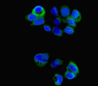 Immunocytochemistry/ Immunofluorescence - Anti-G-CSF antibody [EPR3203(N)(B)] - Low endotoxin, Azide free (AB246705)