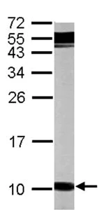 Western blot - Anti-G gamma12 antibody (AB154698)