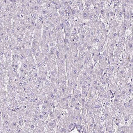 Immunohistochemistry (Formalin/PFA-fixed paraffin-embedded sections) - Anti-G gamma12 antibody (AB204757)
