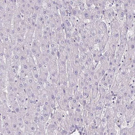 Immunohistochemistry (Formalin/PFA-fixed paraffin-embedded sections) - Anti-G gamma12 antibody (AB204757)