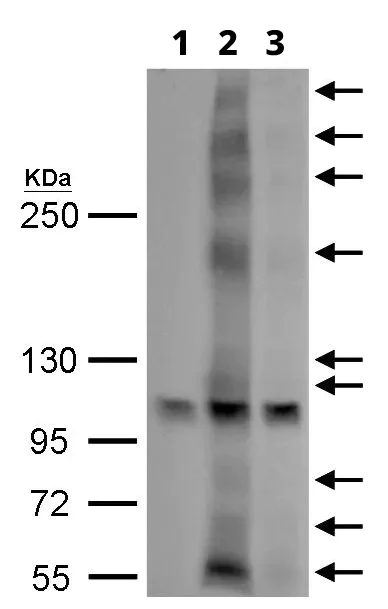 Western blot - Anti-G-protein coupled receptor 30 antibody (AB137479)