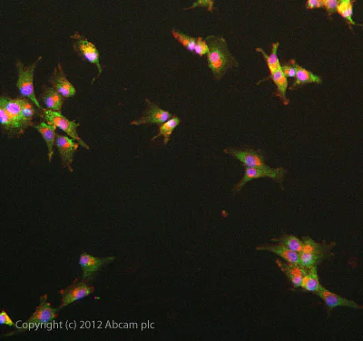 Immunocytochemistry - Anti-G-protein coupled receptor 30 antibody (AB39742)