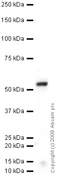 Western blot - Anti-G-protein coupled receptor 30 antibody (AB39742)