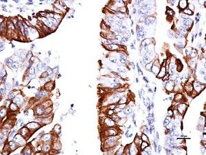 Immunohistochemistry (Formalin/PFA-fixed paraffin-embedded sections) - Anti-G-protein coupled receptor 30 antibody - C-terminal (AB154069), expandable thumbnail