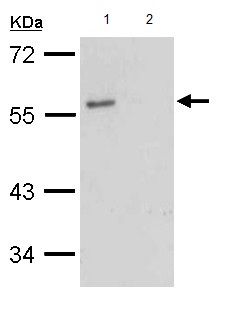Western blot - Anti-G-protein coupled receptor 30 antibody - C-terminal (AB154069), expandable thumbnail