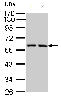 Western blot - Anti-G-protein coupled receptor 30 antibody - C-terminal (AB154069), expandable thumbnail