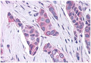 Immunohistochemistry (Formalin/PFA-fixed paraffin-embedded sections) - Anti-G-protein coupled receptor 30 antibody - C-terminal (AB188951)