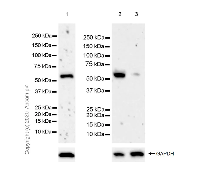 Western blot - Anti-G-protein coupled receptor 30 antibody [EPR23701-79] (AB260033)