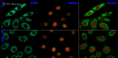 Immunocytochemistry/ Immunofluorescence - Anti-G3BP antibody [2F3] (AB56574)