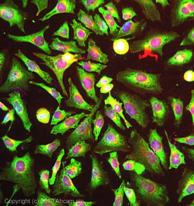 Immunocytochemistry/ Immunofluorescence - Anti-G3BP antibody [2F3] (AB56574)