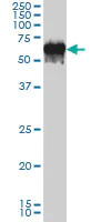 Western blot - Anti-G3BP antibody [2F3] (AB56574)