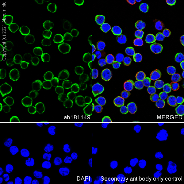 Immunocytochemistry/ Immunofluorescence - Anti-G3BP antibody [EPR13985(B)] (ab181149), expandable thumbnail