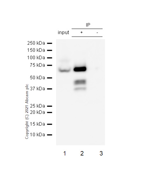 Immunoprecipitation - Anti-G3BP antibody [EPR13985(B)] (AB181149), expandable thumbnail