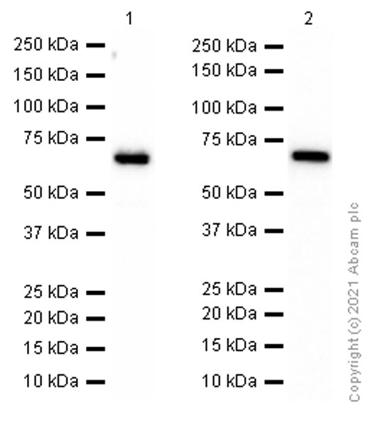 Western blot - Anti-G3BP antibody [EPR13985(B)] (AB181149), expandable thumbnail