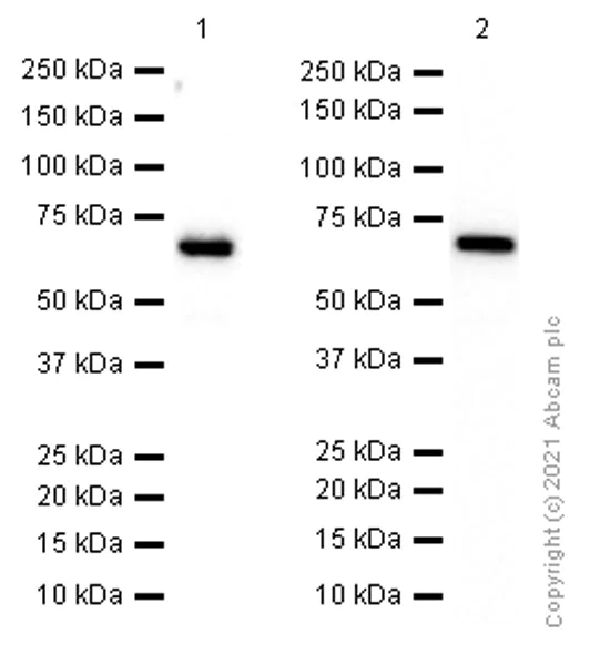 Western blot - Anti-G3BP antibody [EPR13985(B)] - BSA and Azide free (AB240246)