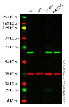Western blot - Anti-G3BP antibody [EPR13986(B)] (AB181150)