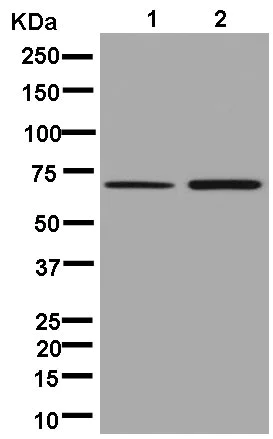 Western blot - Anti-G3BP antibody [EPR13986(B)] (AB181150)