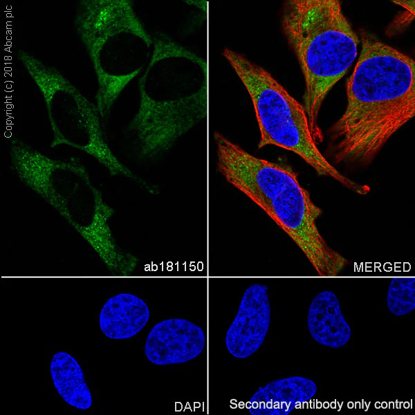 Immunocytochemistry/ Immunofluorescence - Anti-G3BP antibody [EPR13986(B)] - BSA and Azide free (AB240247)