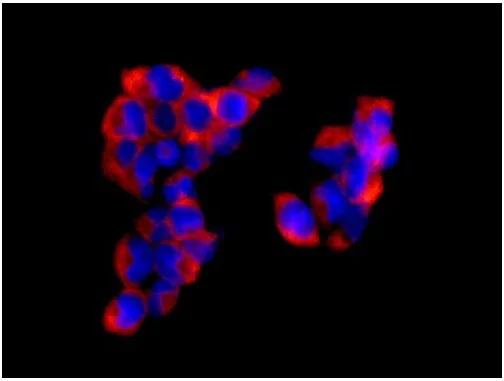 Immunocytochemistry/ Immunofluorescence - Anti-G3BP antibody [EPR13986(B)] - BSA and Azide free (AB240247)