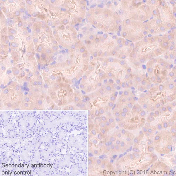 Immunohistochemistry (Formalin/PFA-fixed paraffin-embedded sections) - Anti-G3BP antibody [EPR13986(B)] - BSA and Azide free (AB240247)