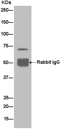Immunoprecipitation - Anti-G3BP antibody [EPR13986(B)] - BSA and Azide free (AB240247)