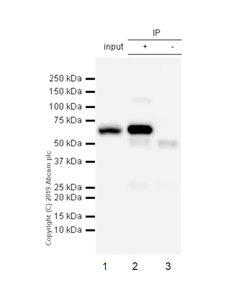 Immunoprecipitation - Anti-G3BP antibody [EPR13986(B)] - BSA and Azide free (AB240247)