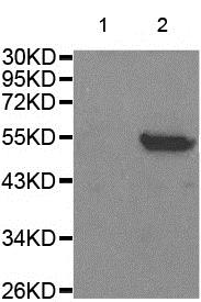 Western blot - Anti-G3BP (phospho S232) antibody (AB194925), expandable thumbnail