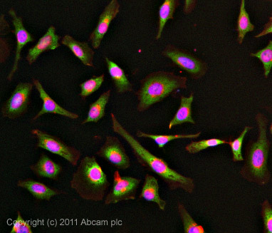 Immunocytochemistry/ Immunofluorescence - Anti-G3BP2 antibody (AB86135)