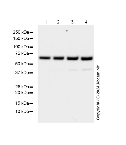 Western blot - Anti-G3BP2 (isoform a) antibody [EPR27325-43] (AB317687)