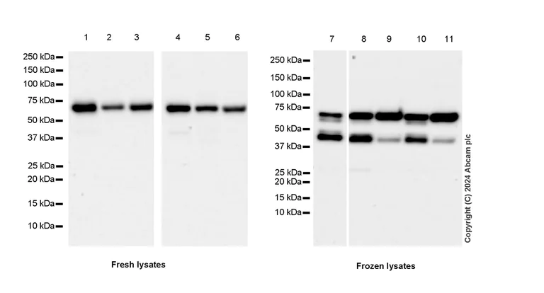 Western blot - Anti-G3BP2 (isoform a) antibody [EPR27325-43] (AB317687)
