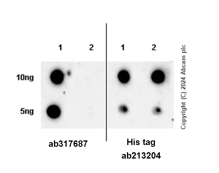 Dot Blot - Anti-G3BP2 (isoform a) antibody [EPR27325-43] - BSA and Azide free (AB317688)