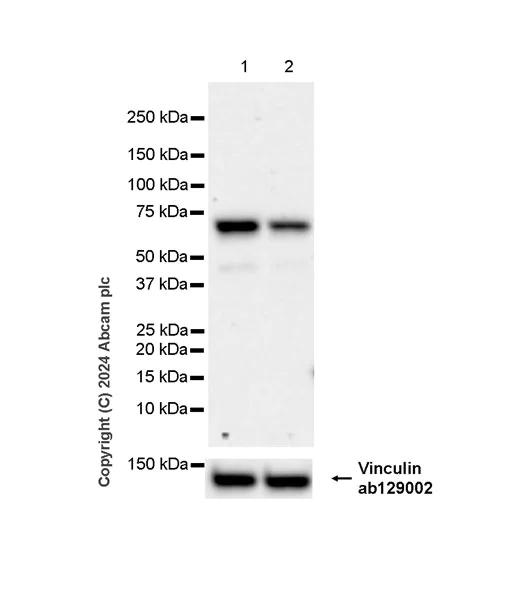 Western blot - Anti-G3BP2 (isoform a) antibody [EPR27325-43] - BSA and Azide free (AB317688)