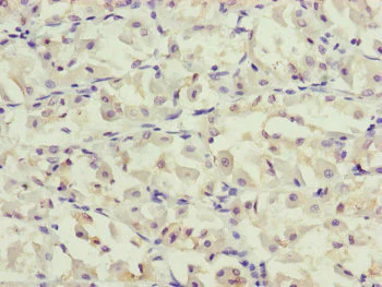 Immunohistochemistry (Formalin/PFA-fixed paraffin-embedded sections) - Anti-G5PR antibody (AB230347)