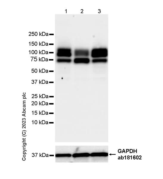 Western blot - Anti-GAA antibody [EPR28363-56] - BSA and Azide free (AB314449)