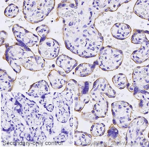 Immunohistochemistry (Formalin/PFA-fixed paraffin-embedded sections) - Anti-GAA antibody [EPR30339-80] (AB325193)