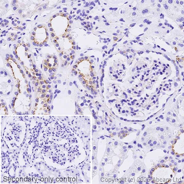 Immunohistochemistry (Formalin/PFA-fixed paraffin-embedded sections) - Anti-GAA antibody [EPR30339-80] (AB325193)