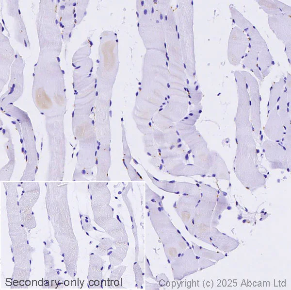 Immunohistochemistry (Formalin/PFA-fixed paraffin-embedded sections) - Anti-GAA antibody [EPR30339-80] (AB325193)