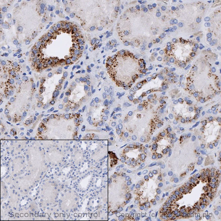 Immunohistochemistry (Formalin/PFA-fixed paraffin-embedded sections) - Anti-GAA antibody [EPR30339-80] (AB325193)