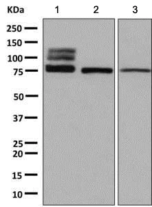 Western blot - Anti-GAA antibody [EPR4716(2)] - BSA and Azide free (AB240102)