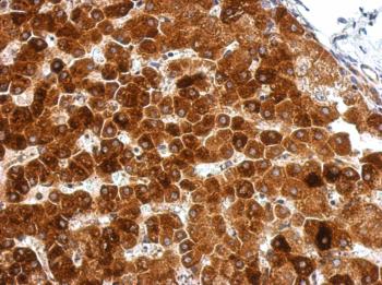 Immunohistochemistry (Formalin/PFA-fixed paraffin-embedded sections) - Anti-GAA1 antibody (AB126951), expandable thumbnail