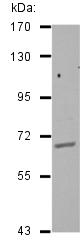 Western blot - Anti-GAA1 antibody (AB126951), expandable thumbnail