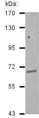 Western blot - Anti-GAA1 antibody (AB126951)