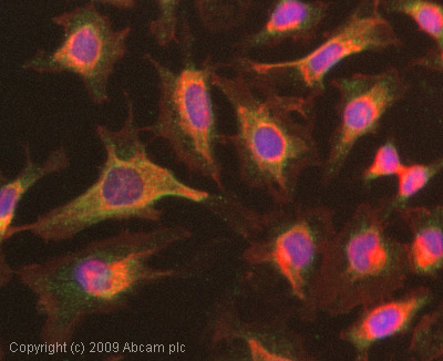 Immunocytochemistry/ Immunofluorescence - Anti-GAB1 antibody (AB59362), expandable thumbnail