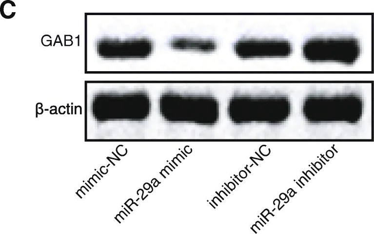 Western blot - Anti-GAB1 antibody (AB59362)