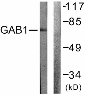 Western blot - Anti-GAB1 antibody (AB59362), expandable thumbnail