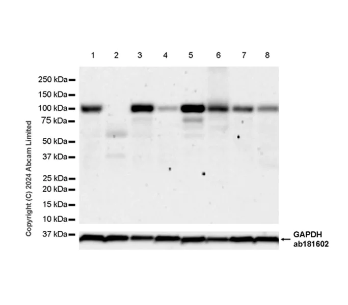 Western blot - Anti-GAB1 antibody [EPR26118-37] - BSA and Azide free (AB319137)