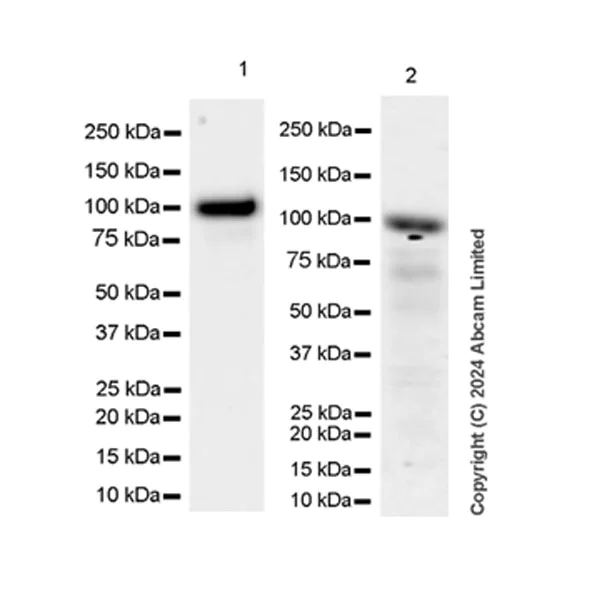 Western blot - Anti-GAB1 antibody [EPR26118-37] - BSA and Azide free (AB319137)