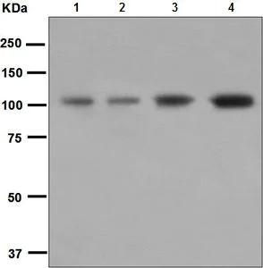 Western blot - Anti-GAB1 antibody [EPR375] (AB133486)