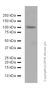 Western blot - Anti-GAB1 antibody [EPR375] (AB133486)