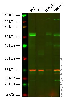 Western blot - Anti-GAB1 antibody [EPR375] - BSA and Azide free (AB240062)